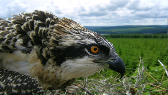 Kielder Ospreys