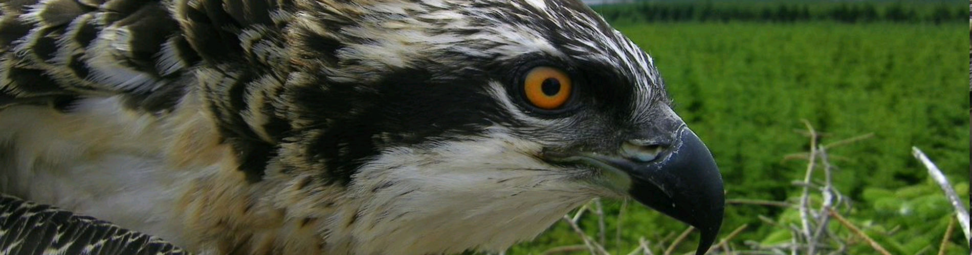 Ospreys at Kielder