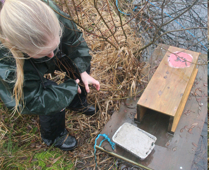 Volunteers checking a mink raft for prints.png