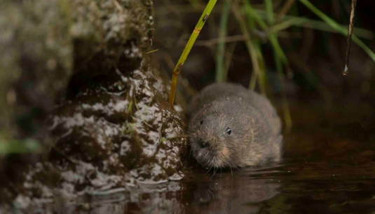 Kielder Water Voles