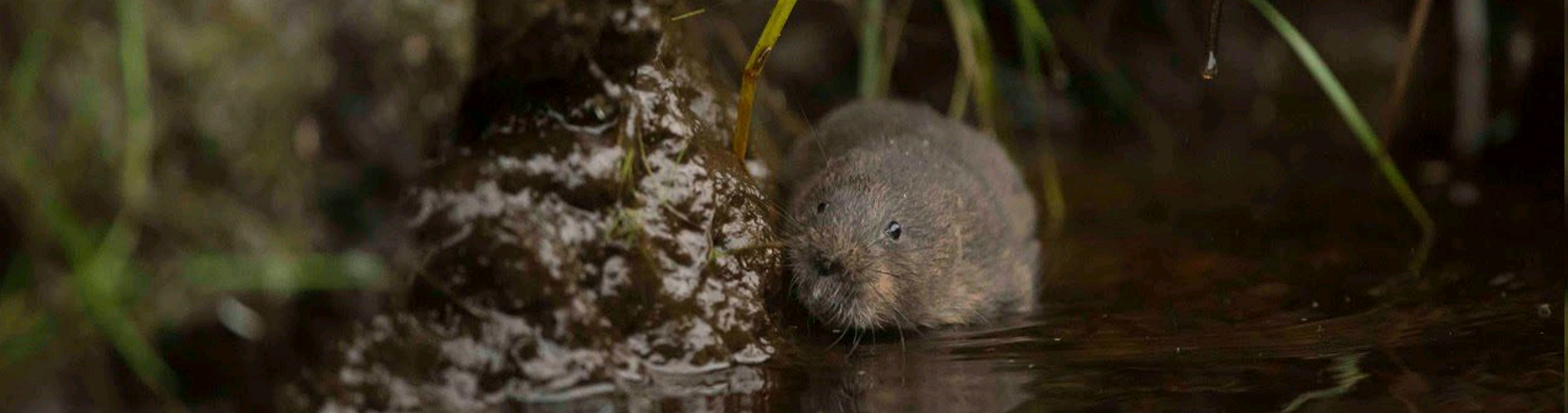 Kielder Water Voles