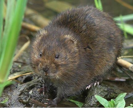 Water Voles.JPG